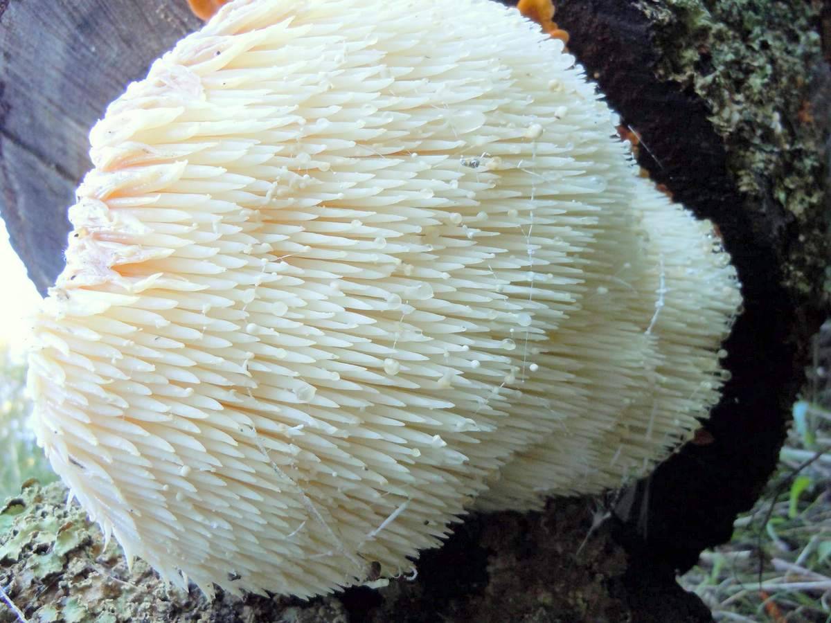 Малоизвестный гриб ежовик: где растет и можно ли есть?