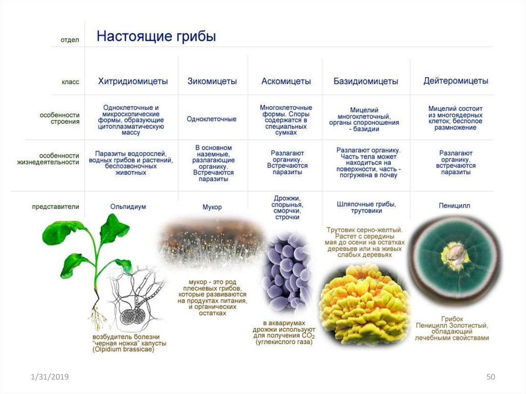 Характеристика базидиомицетов, таксономия, питание, среда обитания и размножение