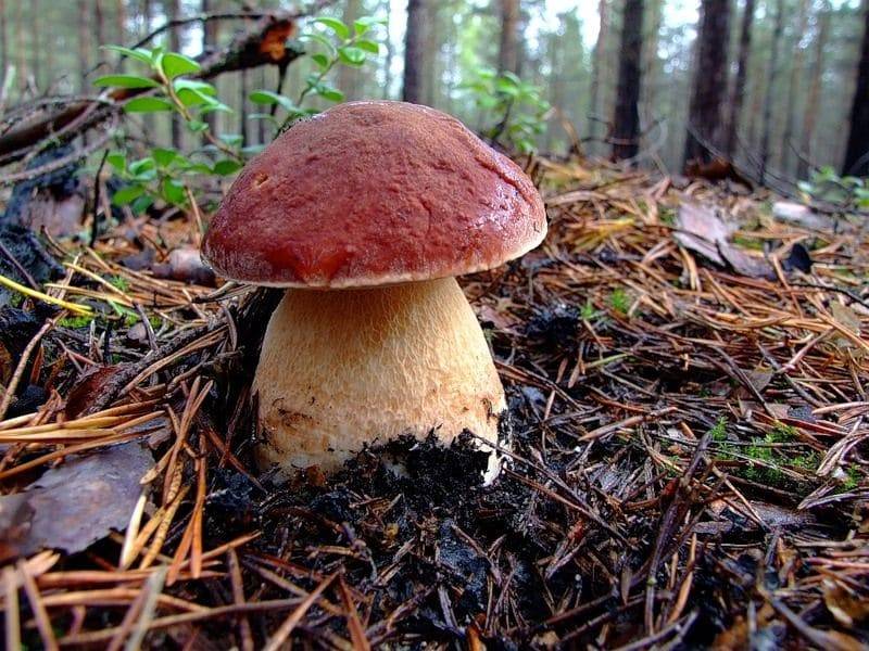 Белый гриб (boletus edulis): описание, где растет, как отличить, фото и сходные виды