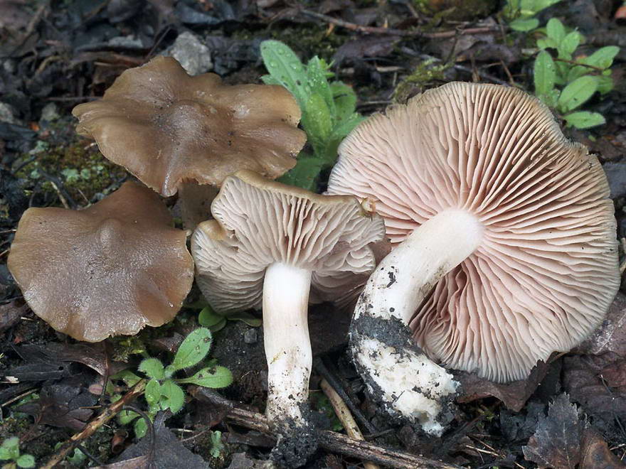 Энтолома ядовитая: фото и описание гриба