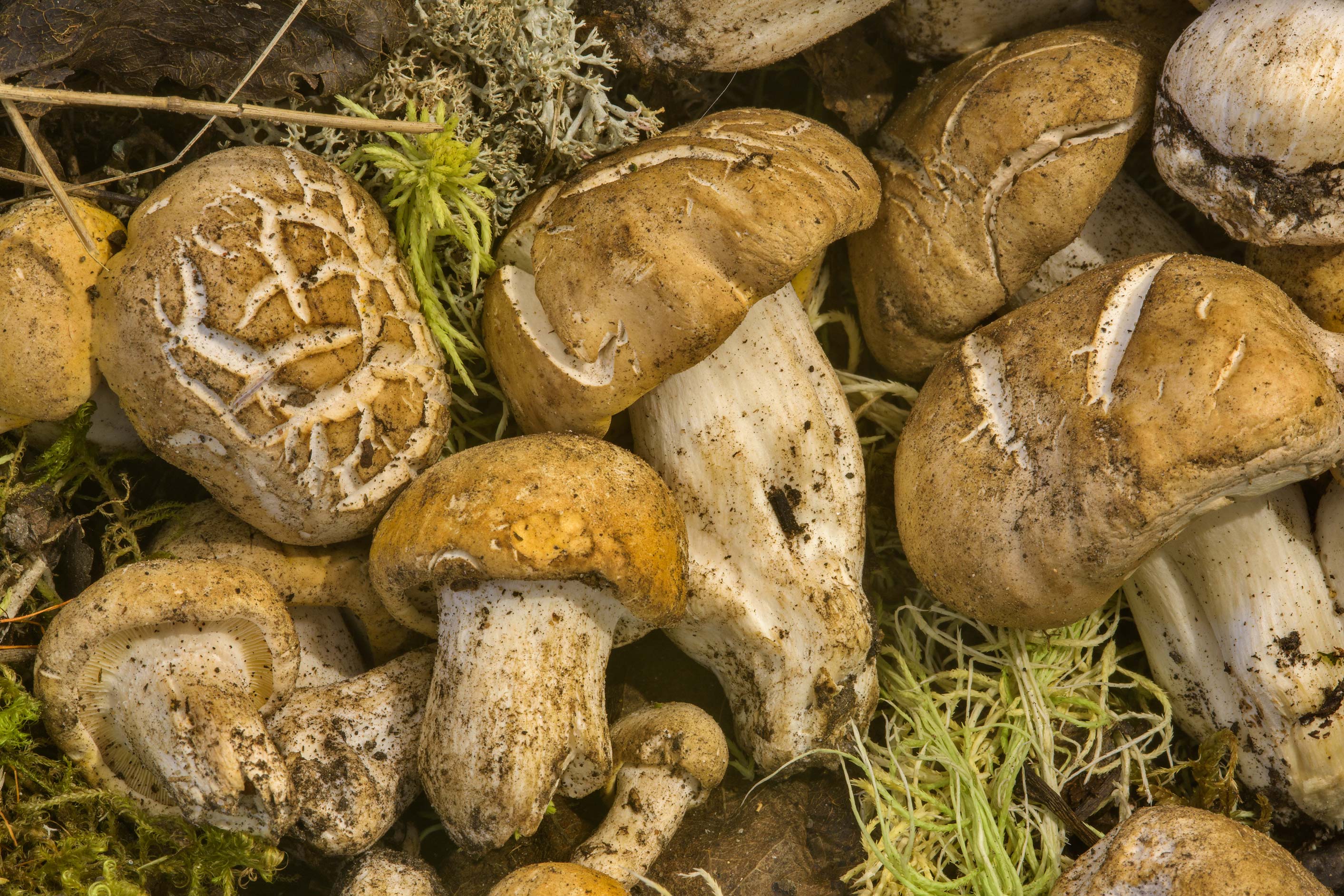 Calócybe gambósa