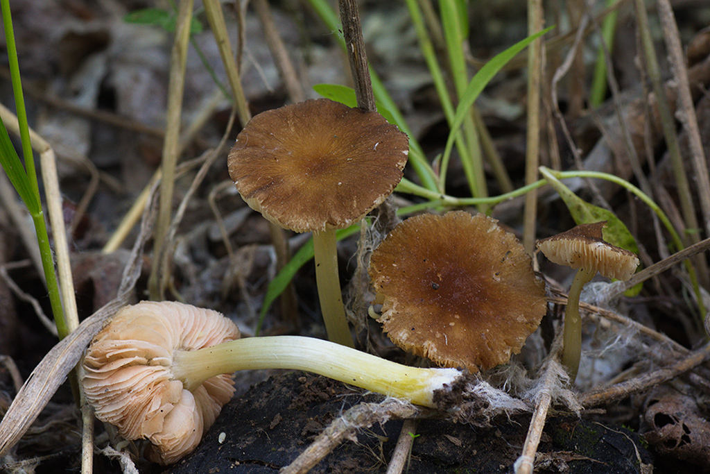 Плютей — северный олень (pluteus rangifer) – грибы сибири