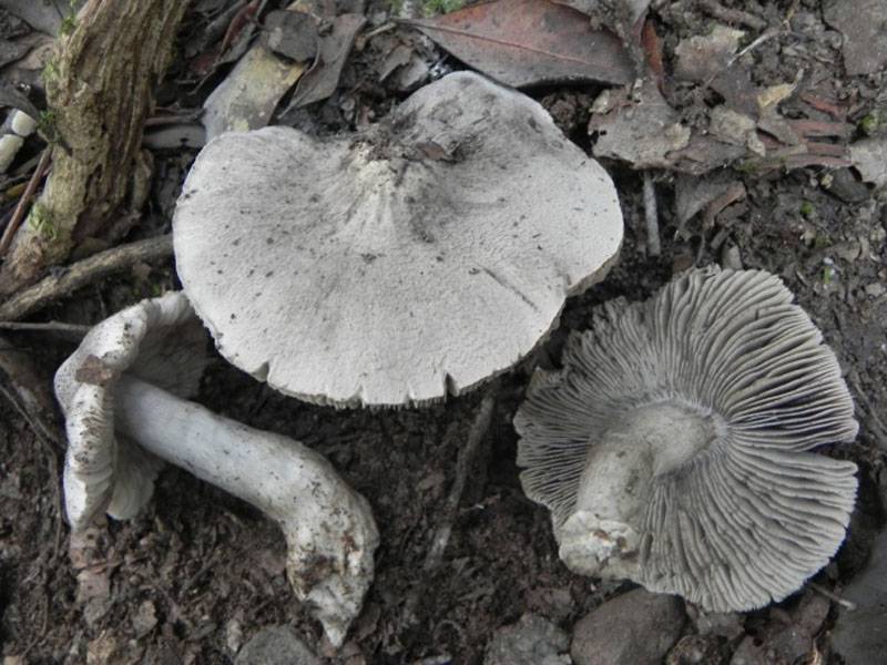 Рядовка серая – описание, свойства и места произрастания гриба. — викигриб