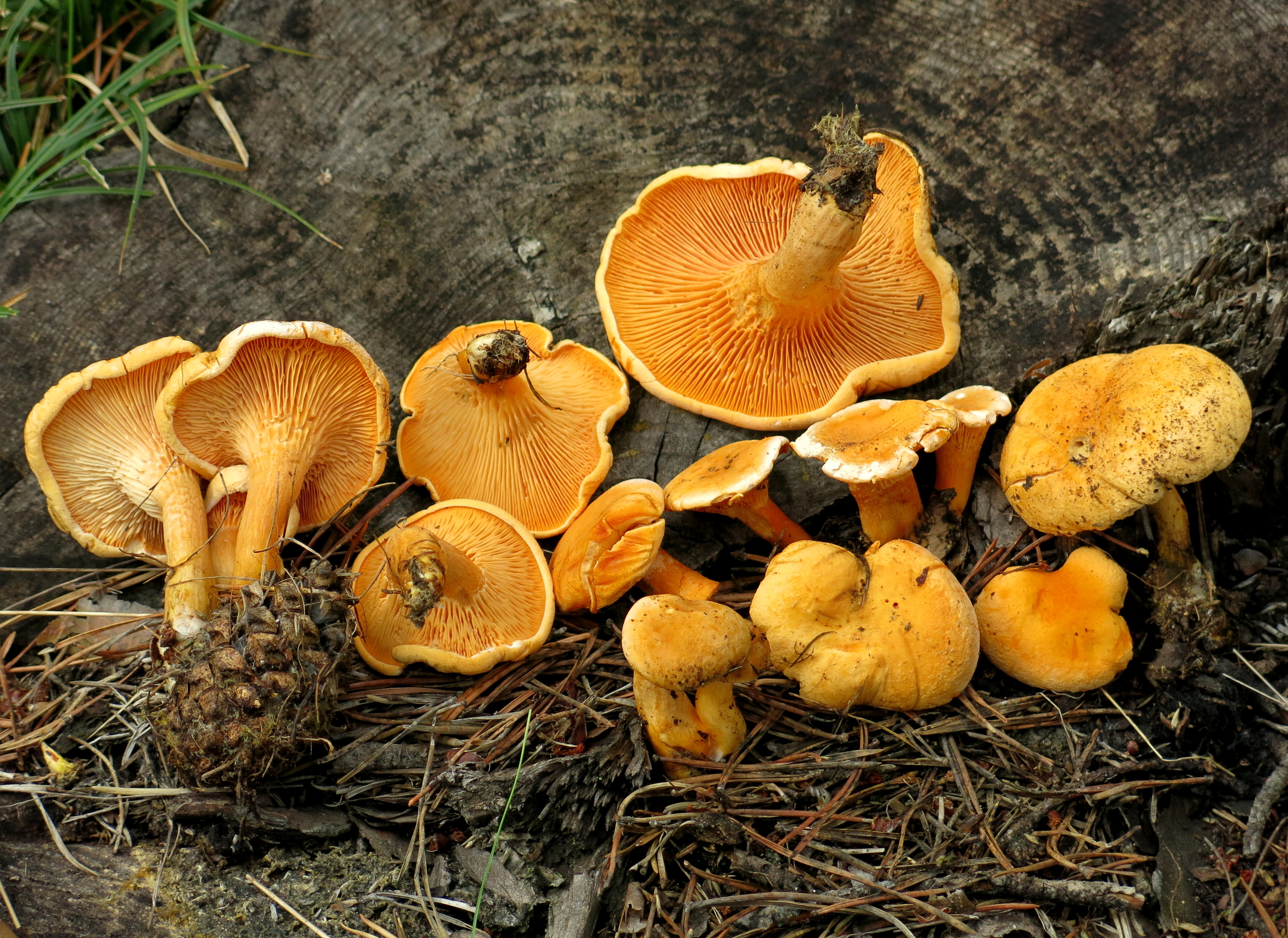 Ложная лисичка – неопасный двойник настоящей - грибы собираем