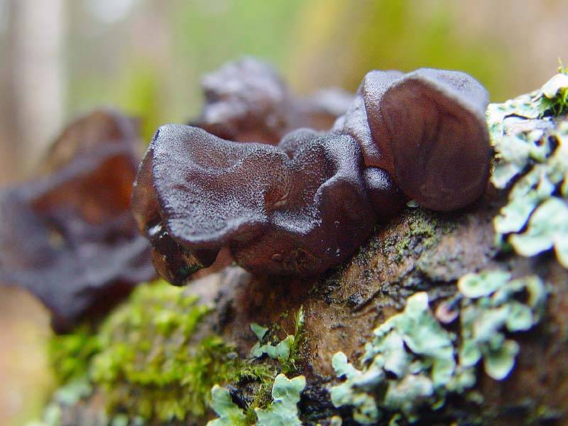 Эксидия чернеющая (exidia nigricans): как выглядят грибы, где и как растут, съедобны или нет