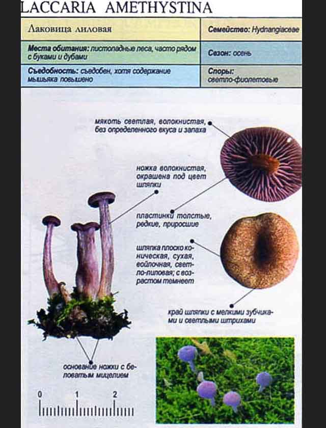 Грибы съедобные: фото грибов с названиями описание, информация