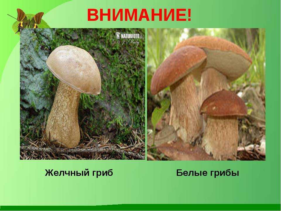Желчный гриб, ложный белый гриб, горчак – описание, отличие, фото