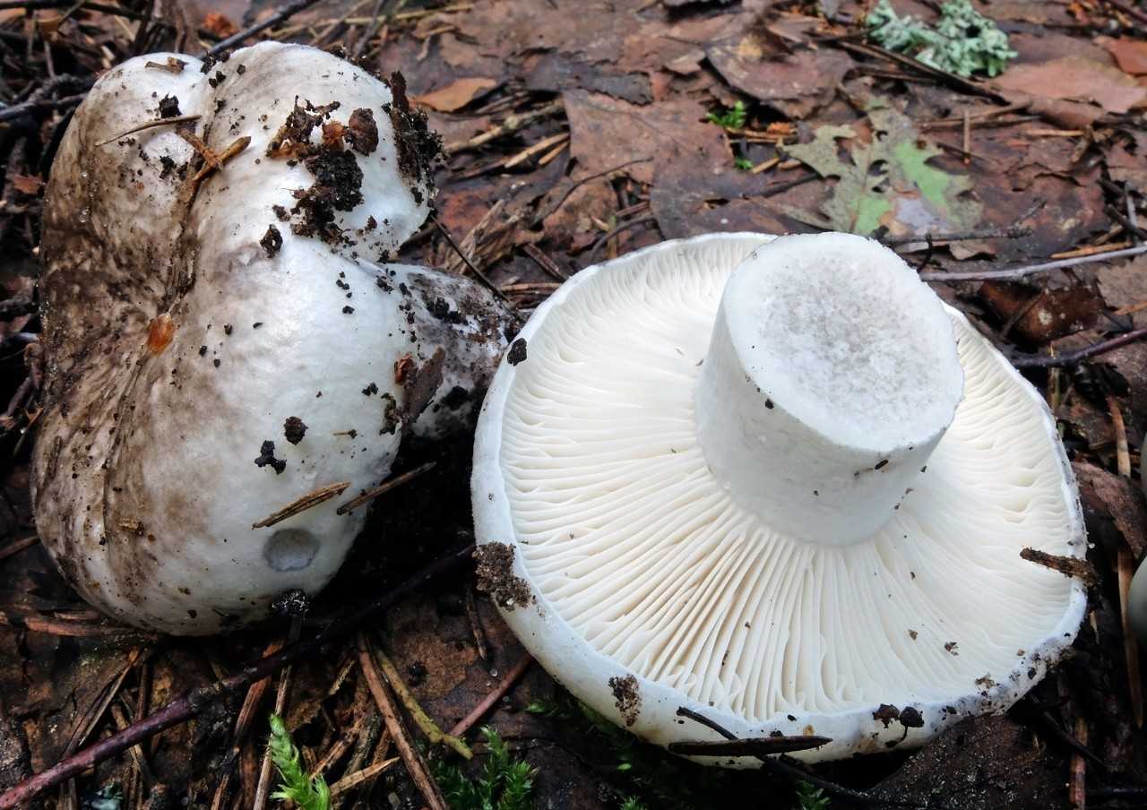 Подгруздок черный (russula adusta): фото, описание и готовить соленый гриб горячим способом