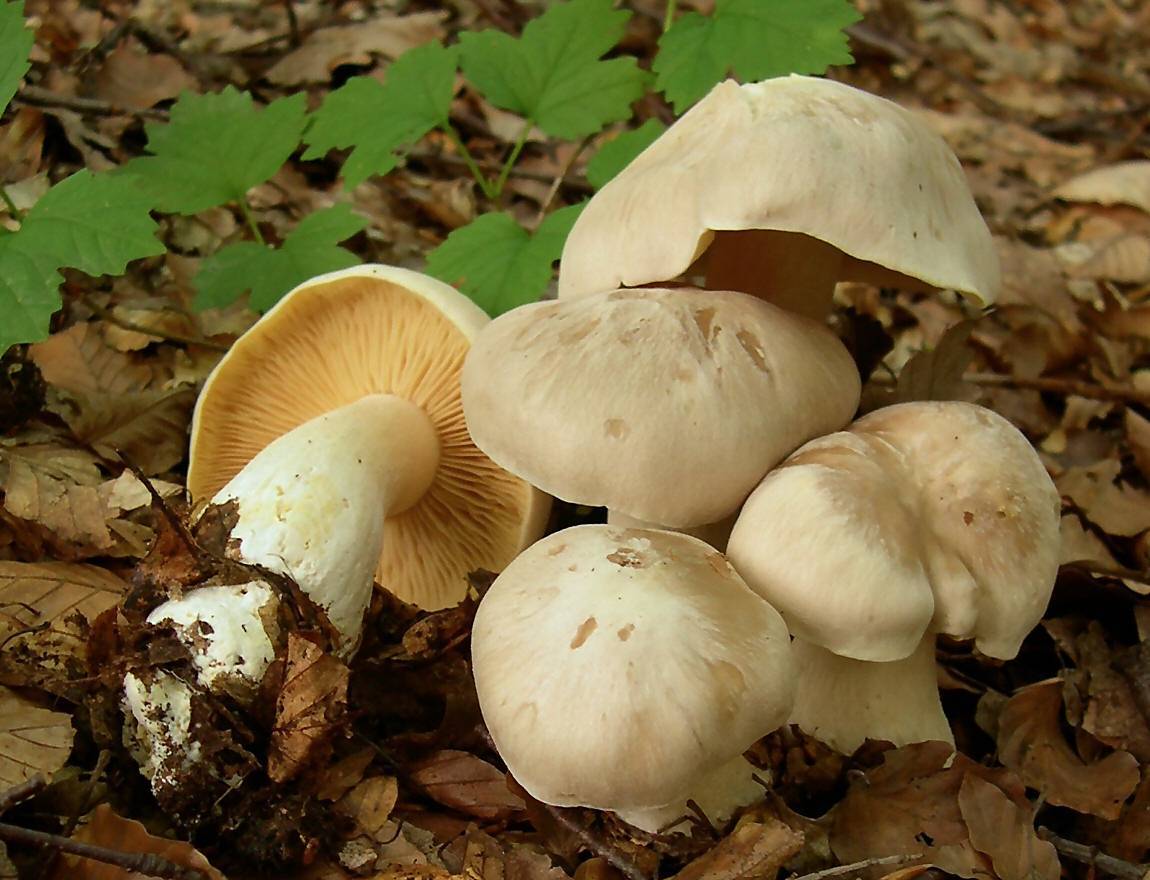 Энтолома садовая (лесная, съедобная, entoloma clypeatum): как выглядят грибы, где и как растут, можно есть или нет, как готовить, как мариновать