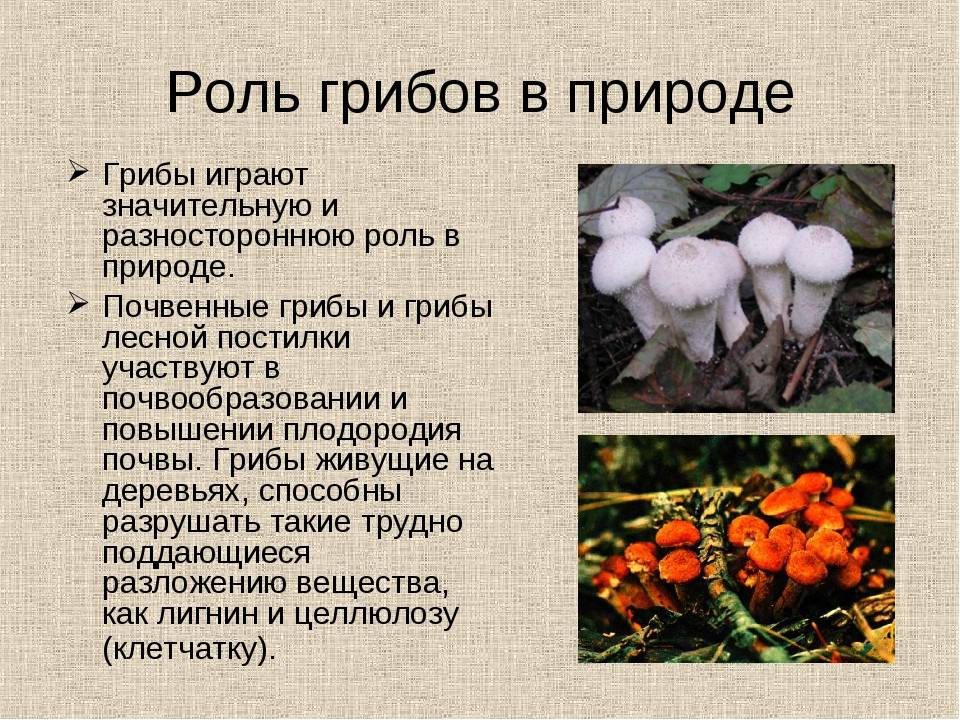 Какую роль играют грибы в жизни человека