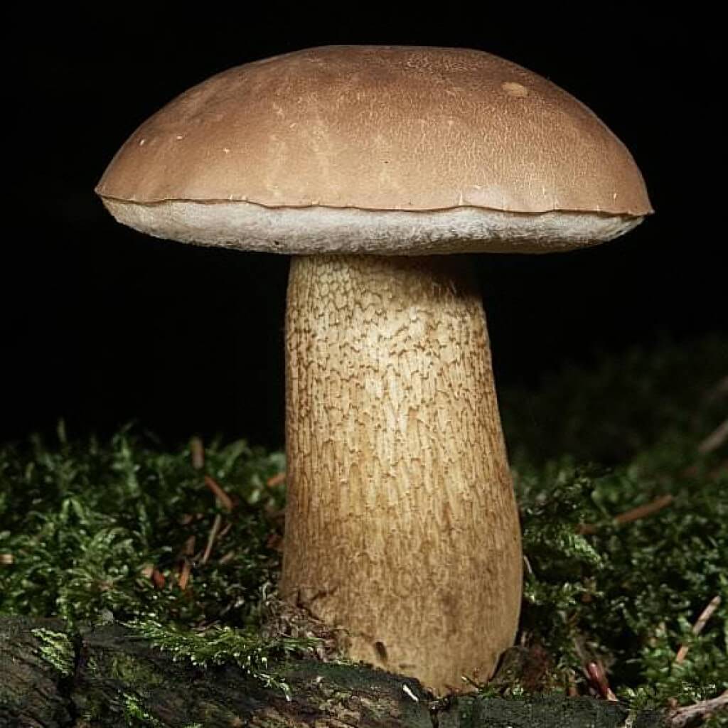 Что будет если съесть ложный белый гриб. к характерным отличиям этих видов относят