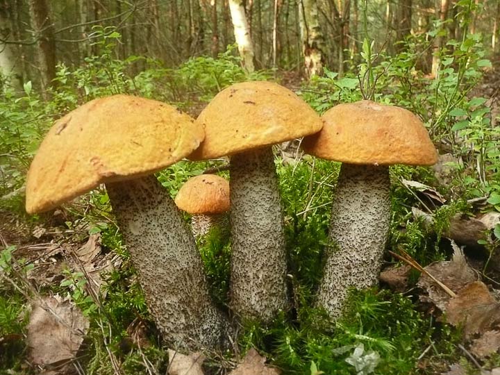 Как называется гриб который растет под осиной