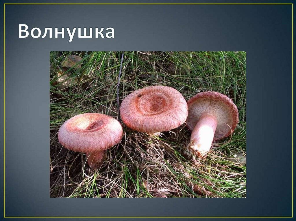 Гриб белянка – белая принцесса русского леса - грибы собираем