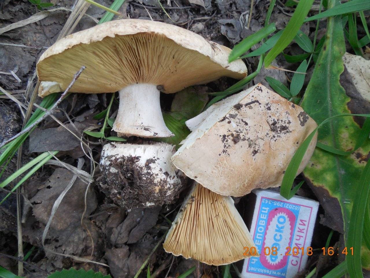 Вешенка степная: 20+ фото, описание гриба, где растет, свойства