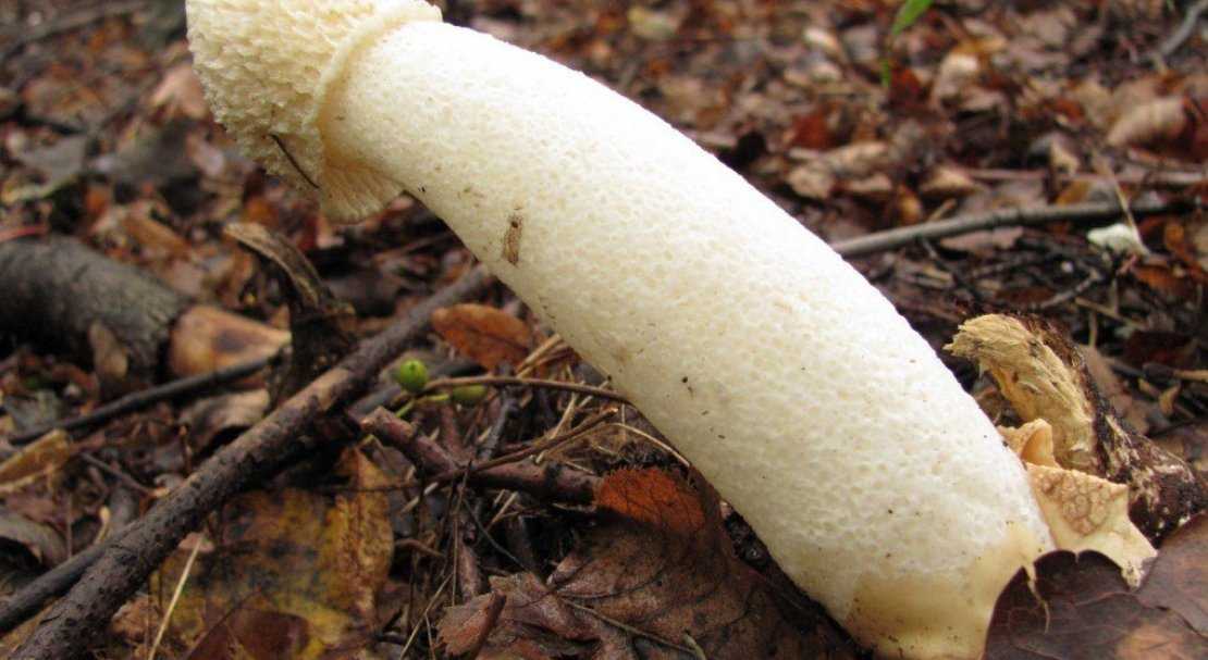 Настойка гриба веселка: как приготовить, лечебные свойства, применение