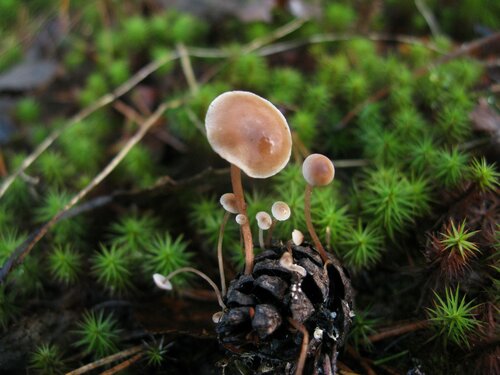 Baeospora myosura - википедия