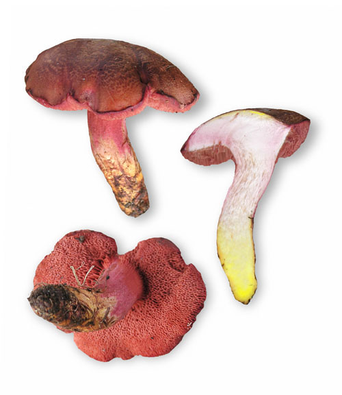 Какие бывают маслята | грибы: собираем, готовим, едим | дзен