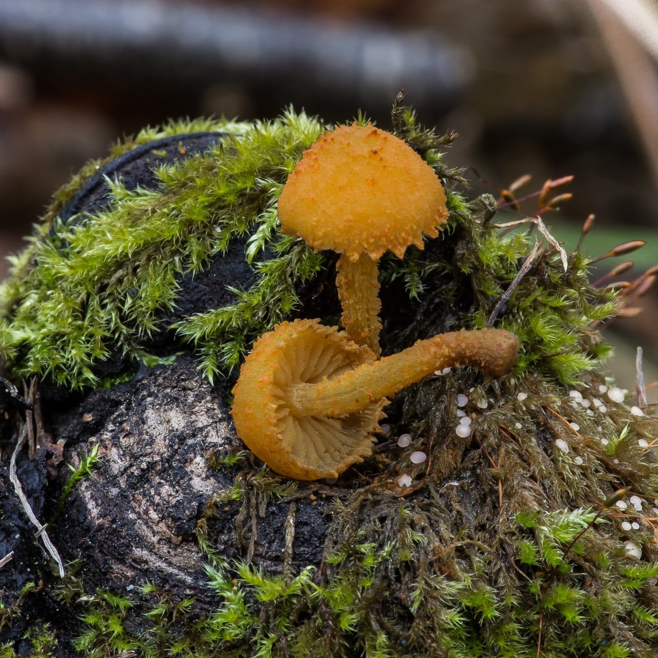 Фламмуластер шиповатый (flammulaster muricatus) – грибы сибири