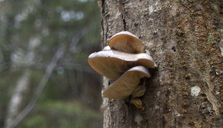 Панеллюс вяжущий, фото светящегося гриба