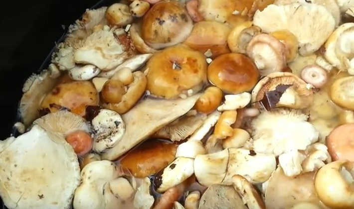 Как засолить грузди — проверенные фото-рецепты. таких грибов в магазине не купишь