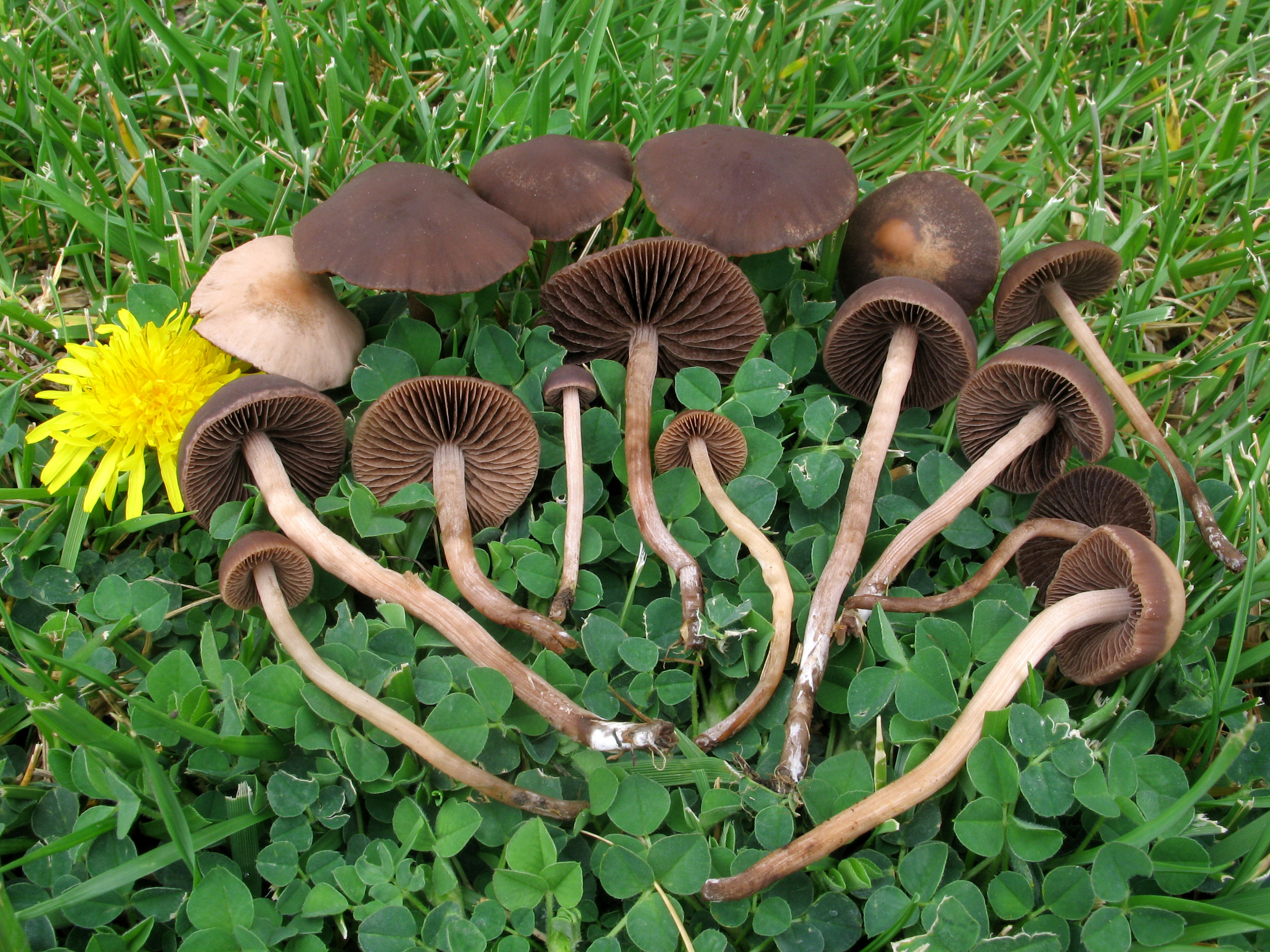 Панеолус синеющий (panaeolus cyanescens): фото и описание гриба