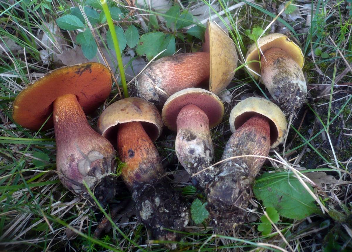 Дубовик: виды грибов — обыкновенный и крапчатый