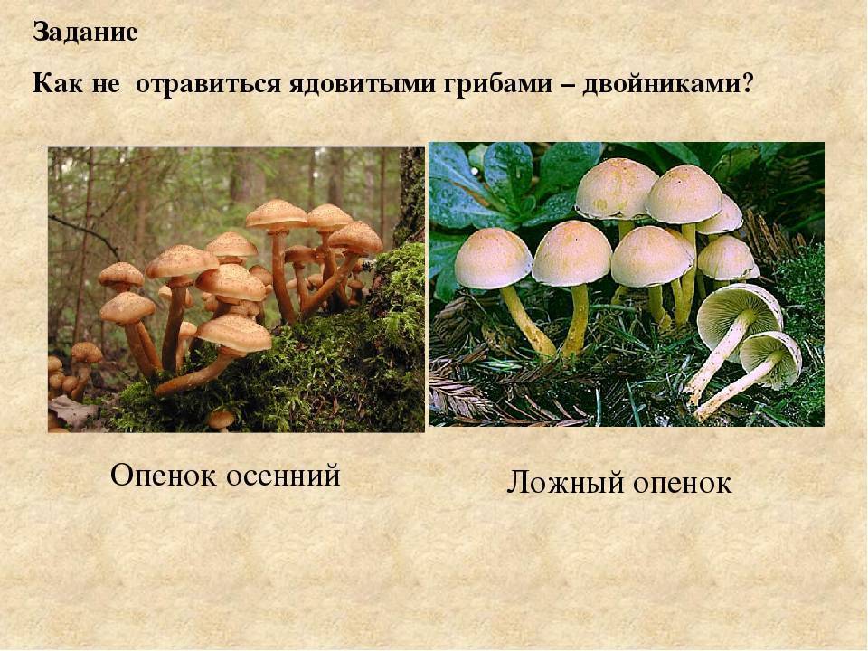 Опята летние: фото и описание съедобных грибов, их опасные двойники