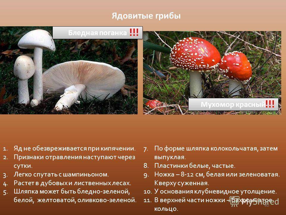 Как проявляется и чем опасно отравление грибами