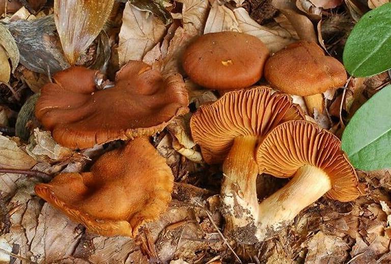 Паутинник плюшевый (cortinarius orellanus), оранжево-красный или горный: фото и описание гриба