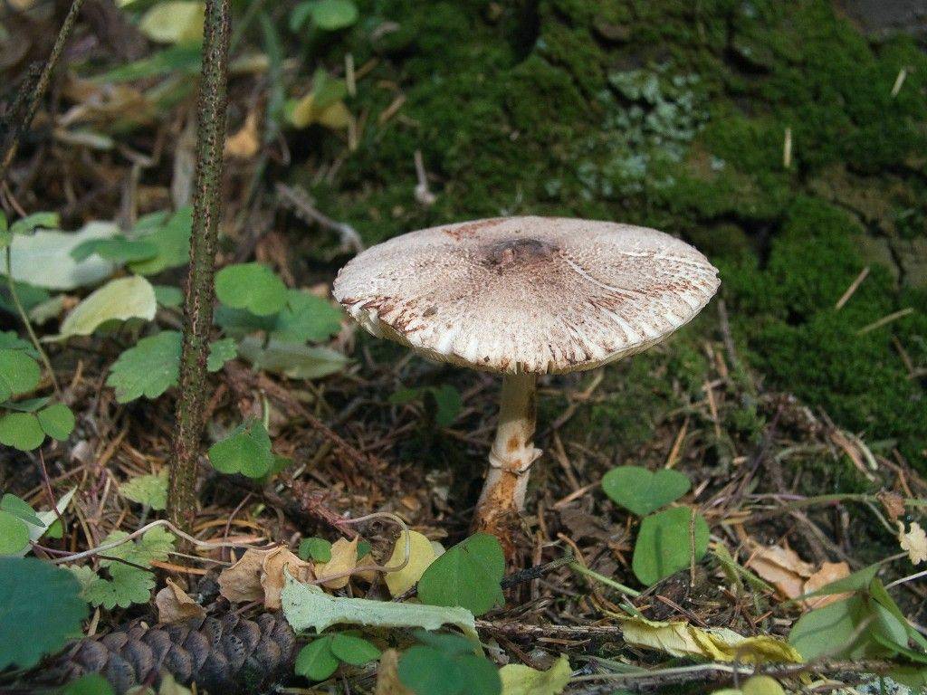 Желтый гриб: фото и описание видов, выращивание в цветочном горшке