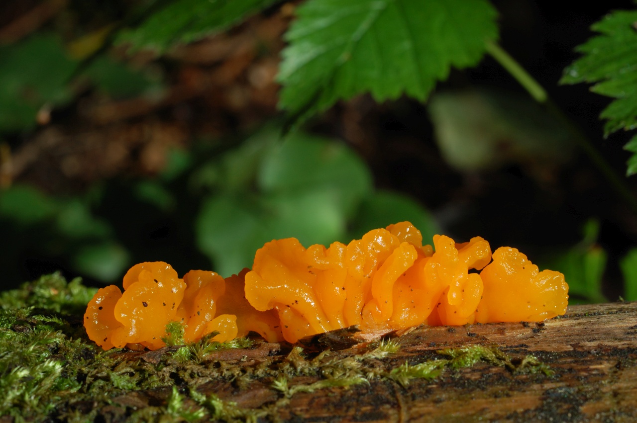 Dacrymyces chrysospermus, orange jelly spot fungus