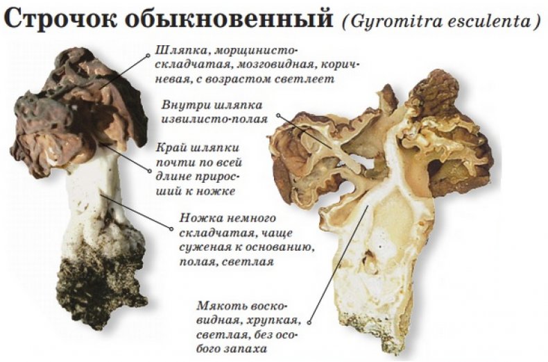 Строчок осенний (gyromitra infula) – грибы сибири