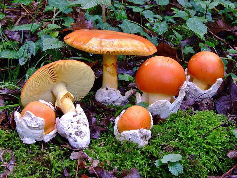 Царский гриб: фото и описание, где растет, как собирать яичный (цезарский) гриб