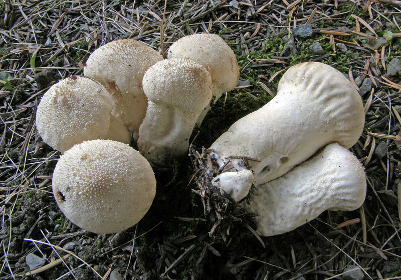 Съедобный гриб дождевик гигантский (головач): описание, где растет, свойства, фото »