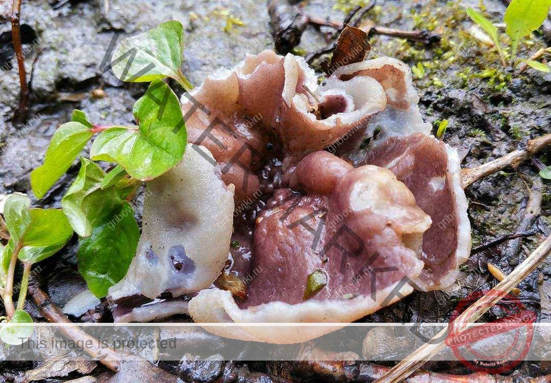 Гриб рейши, линчжи или трутовик лакированный (ganoderma lucidum): фото и описание