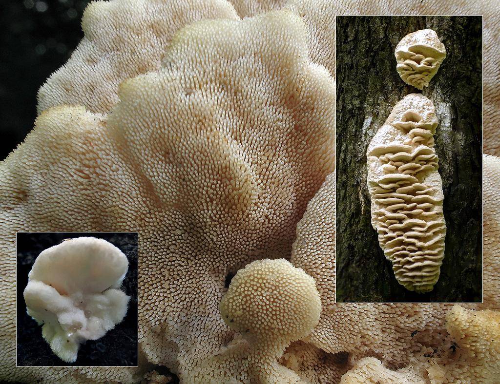 Климакодон северный (climacodon septentrionalis): фото и описание гриба, где растет
