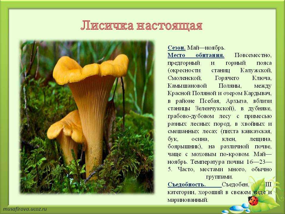 Лисичка обыкновенная, настоящая или жёлтая (cantharellus cibarius): фото, описание, выращивание, полезные свойства, а также где растет гриб и как его отличить от ложных двойников