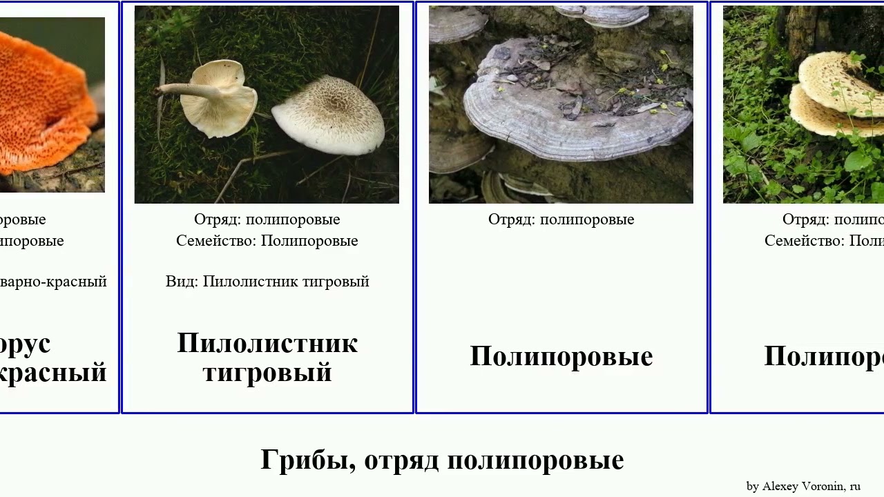 Семейство полипоровые – polyporaceae. всё о грибах.