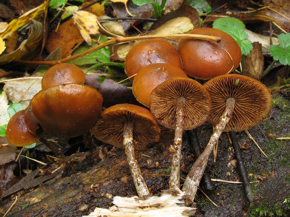 Галерина окаймлённая. рассказываю, как выглядят эти опасные грибы и чем отличаются от опят | грибной критик | дзен