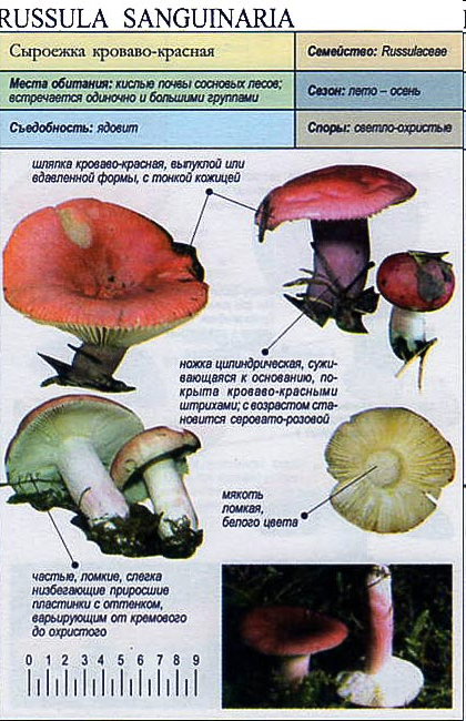 Сыроежка золотисто-красная — описание, где растет, похожие виды, фото