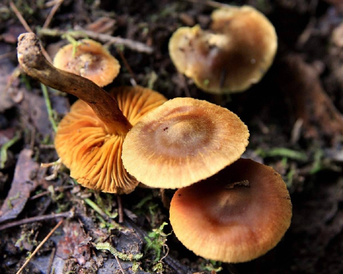 Рядовка серая, подзелёнка или гриб мышонок (tricholoma portentosum): фото, описание и как его готовить