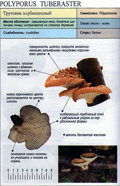 Съедобные древесные грибы трутовики: фото, видео, названия, описание внешнего вида, польза плодовых тел, лечебные свойства
