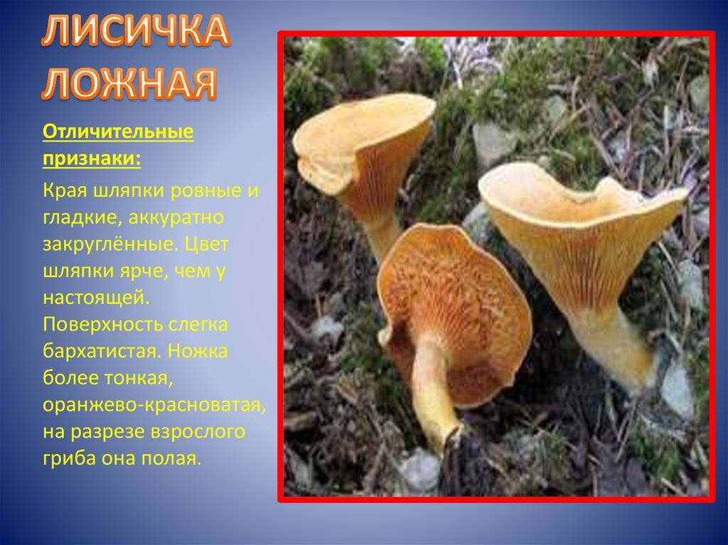 Лисичка горбатая (cantharellula umbonata) – грибы сибири