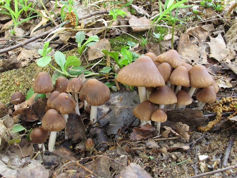 Псатирелла кандолля  – описание гриба. съедобность и применеие.
