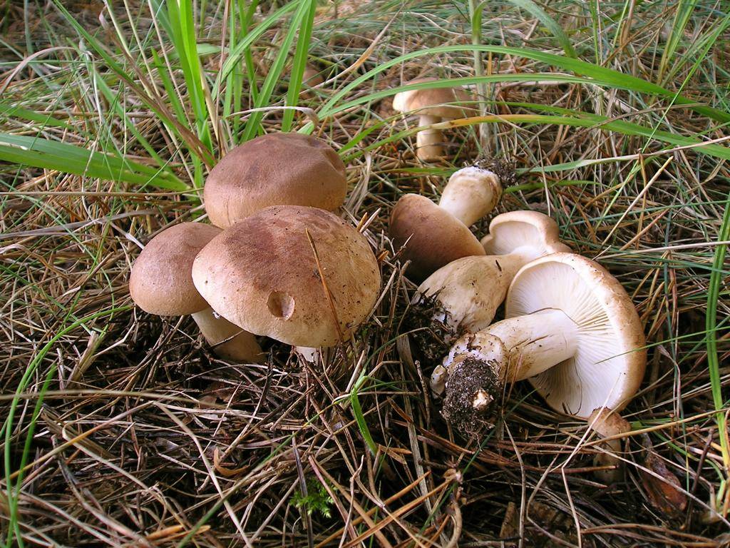 Рядовка серебристо-серая (tricholoma argyraceum) – грибы сибири