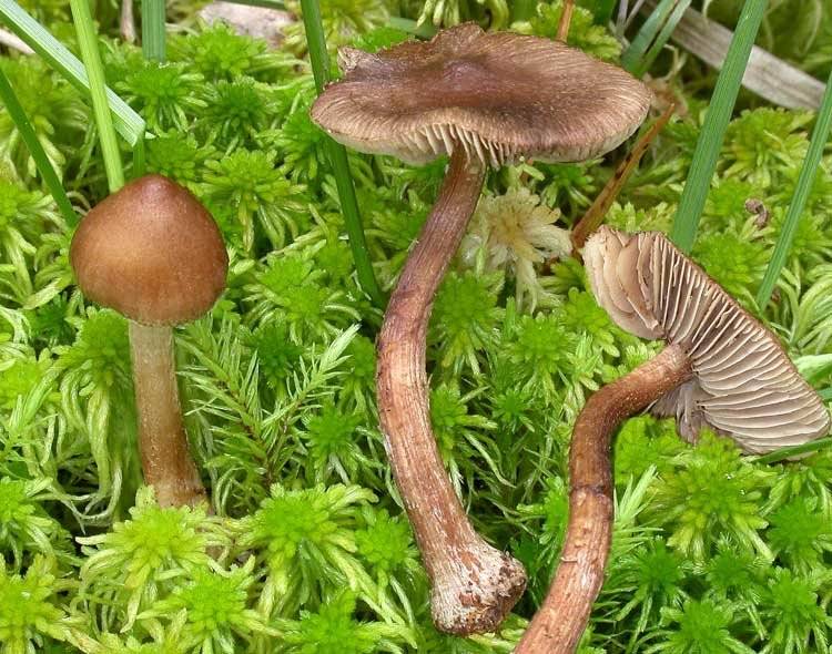 Волоконница - виды и фото гриба, последствия применения | ядовитые грибы