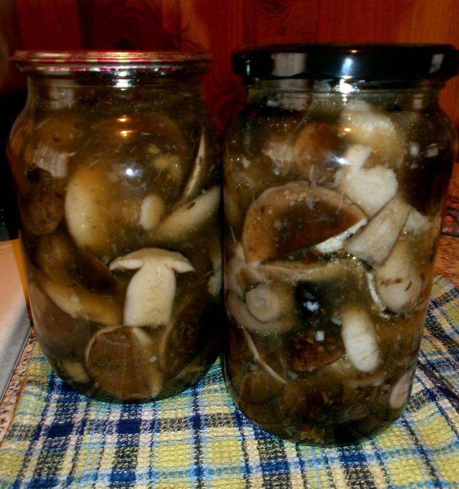 Как мариновать подберезовики на зиму в банках: фото, рецепты приготовления маринованных грибов