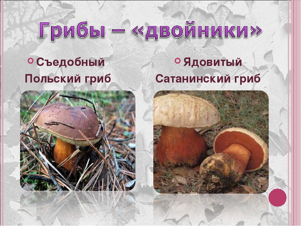 Польский гриб (imleria badia): информация, где растет, фото