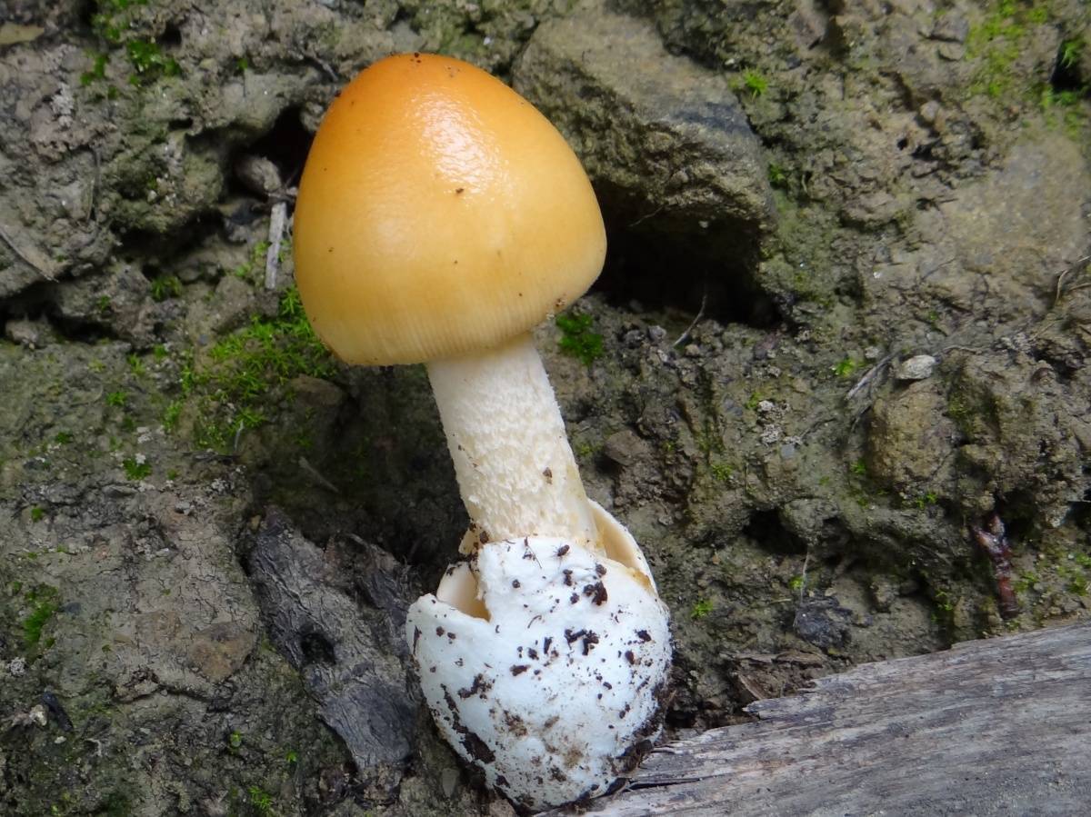 Белый гриб березовый или гриб-колосовик: фото и описание