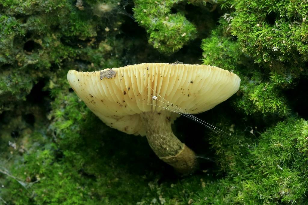 Список видов, занесённых в красную книгу природы санкт-петербурга - растения и грибы